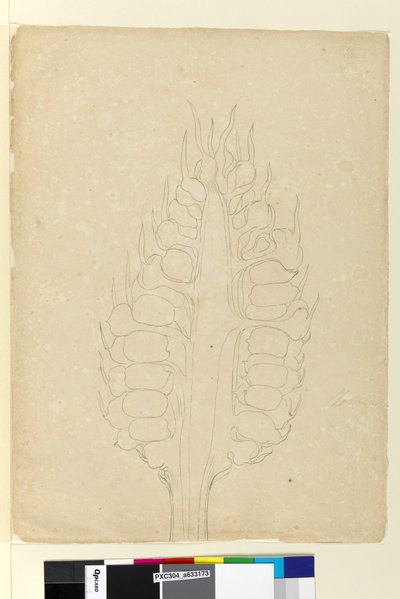 Page 178a. Zamia by John William Lewin