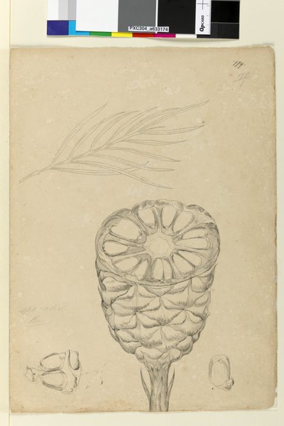 Page 178b. Spiralis by John William Lewin