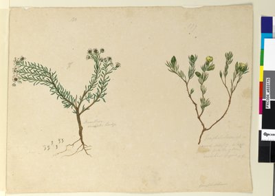 Page 179. Gompholobium; 180. Poranthera ericafolia by John William Lewin