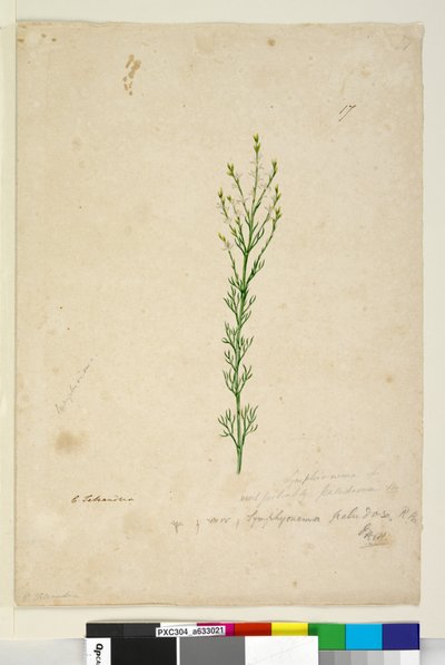Symphionema paludosum by John William Lewin