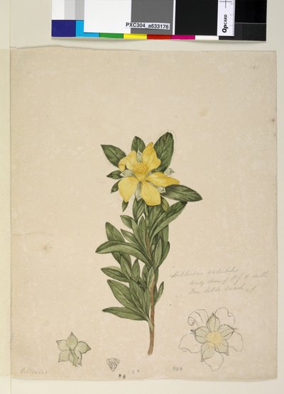 Page 181. Hibbertia volubilis Hibbertia scandens by John William Lewin