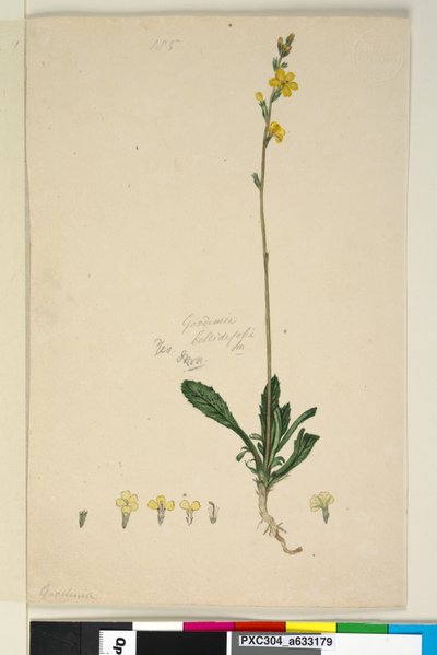 Page 185. Goodenia bellidifolia by John William Lewin