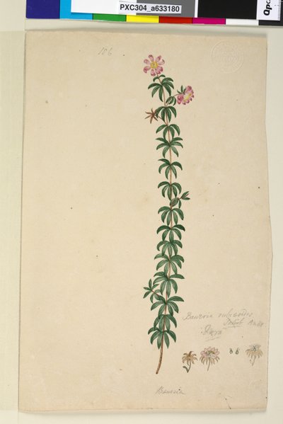 Page 186. Bauera rubioides by John William Lewin