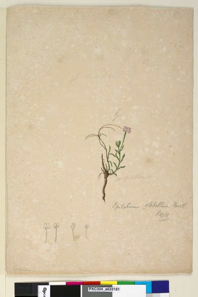 Page 187. Epilobium glabellum by John William Lewin