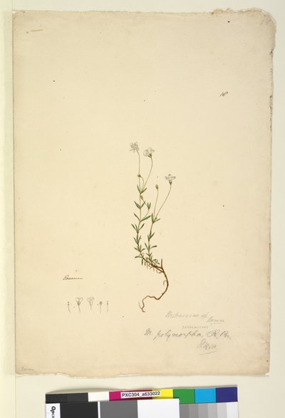 Mitrasacme polymorpha by John William Lewin