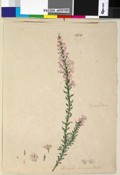 Page 190. Sprengelia incarnata by John William Lewin
