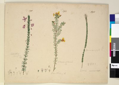 Page 191. Tetratheca ericifolia; 192. Dillwynia glaberrima; 193. Epacris microphylla by John William Lewin