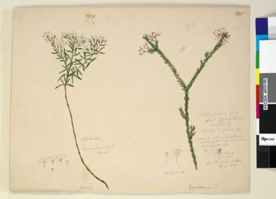 Page 194. Zieria lanceolata Zieria smithii; 195. A bad figure of a species of Calythrix by John William Lewin