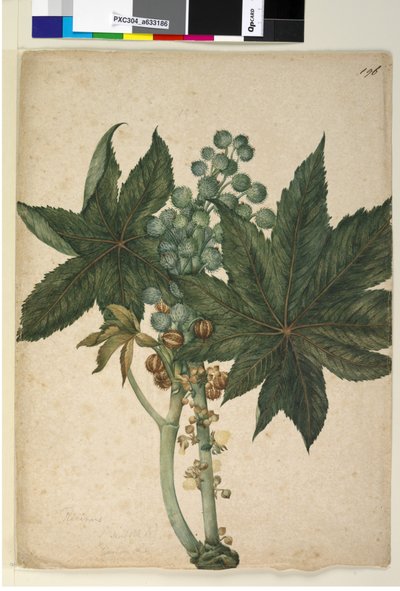 Page 196. Ricinus Ricinus communis by John William Lewin