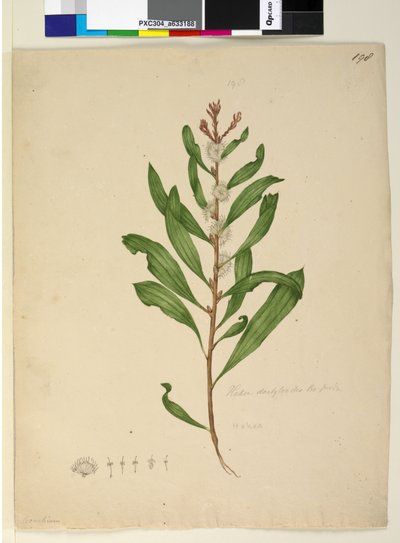 Page 198. Hakea dactyloides by John William Lewin