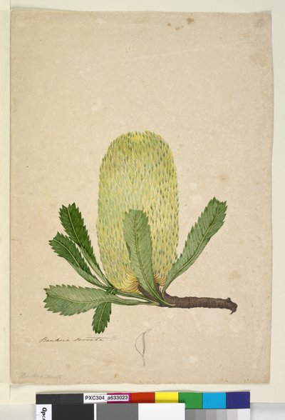 Banksia serrata by John William Lewin