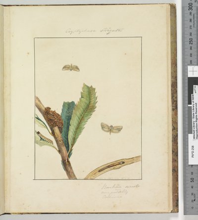 Page 19. Plate 5 Cryptophasa Strigata, 1803-04 by John William Lewin