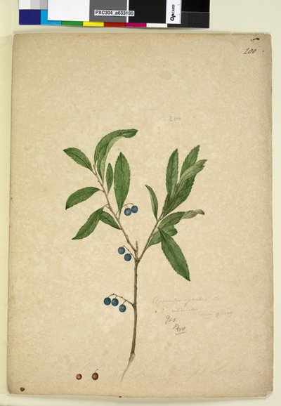 Page 200. Elaeocarpus reticulatus by John William Lewin
