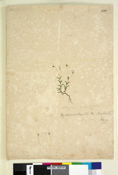 Page 201. Mitrasacme alsinoides by John William Lewin
