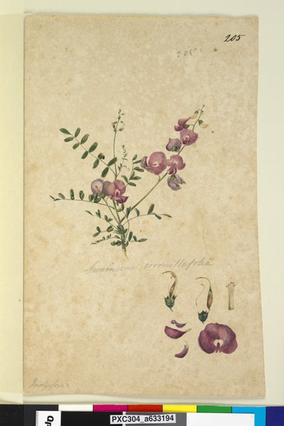 Page 205. Swainsona by John William Lewin