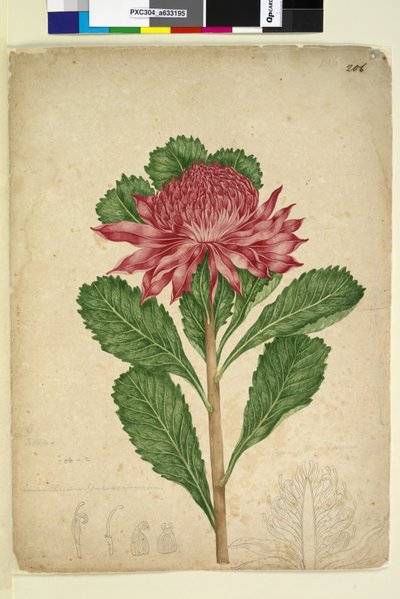 Page 206. Telopea speciosissima by John William Lewin