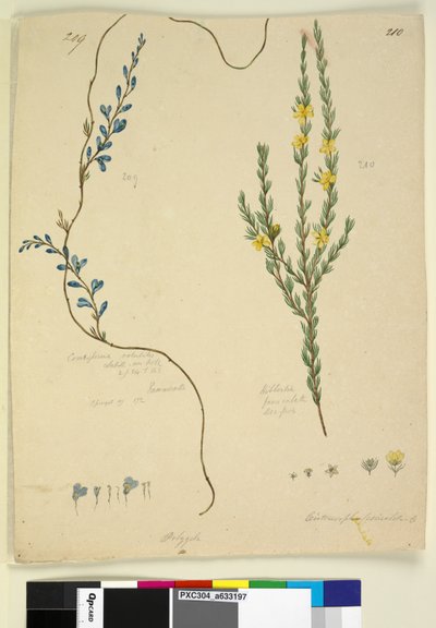 Page 209. Comesperma volubile; 210. Hibbertia fasciculata by John William Lewin