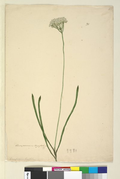Conospermum longifolium by John William Lewin