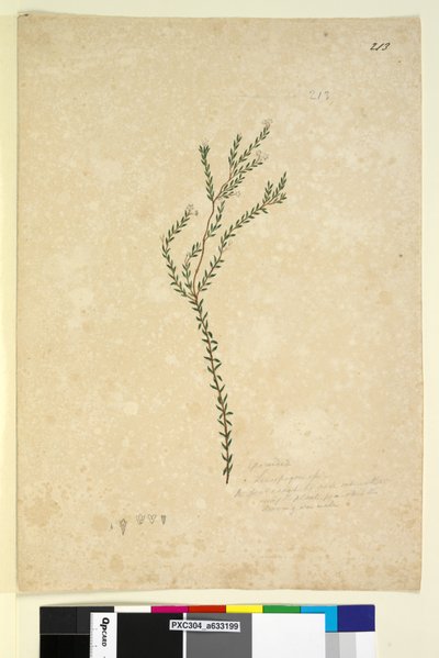 Page 213. Epacrideae Leucopogon sp. by John William Lewin