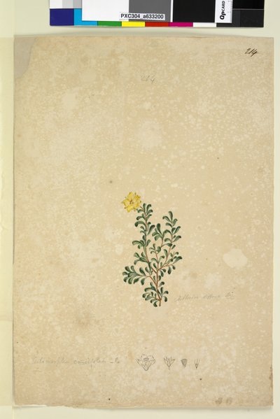 Page 214. Hibbertia diffusa by John William Lewin