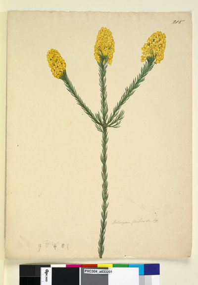 Page 215. Dillwynia floribunda by John William Lewin