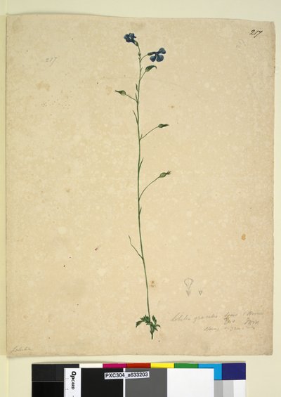 Page 217. Lobelia gracilis by John William Lewin
