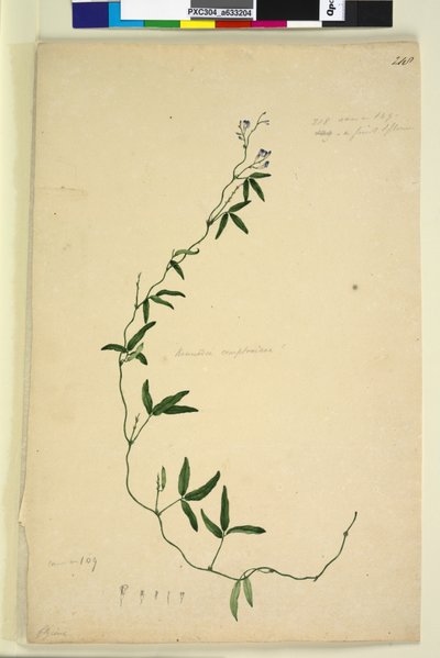 Page 218. Kennedia comptoniana Hardenbergia comptoniana by John William Lewin