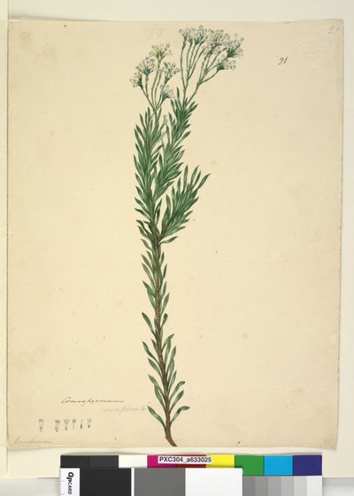 Conospermum ericifolium by John William Lewin