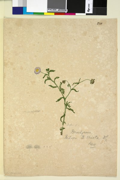 Page 220. Brachycome multifida by John William Lewin