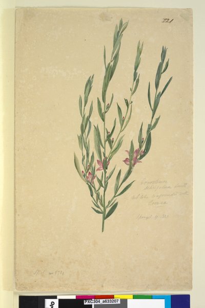 Page 221. Eriostemon by John William Lewin