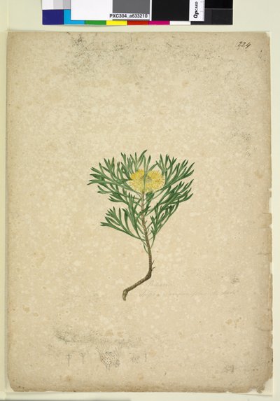 Page 224. Isopogon anemonifolius by John William Lewin