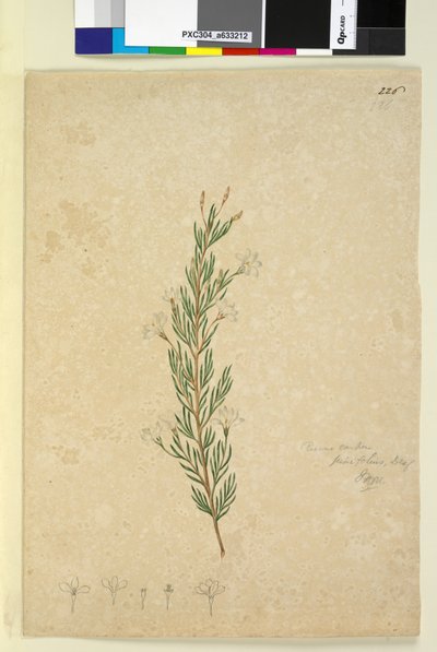 Page 226. Ricinocarpus pinifolius by John William Lewin