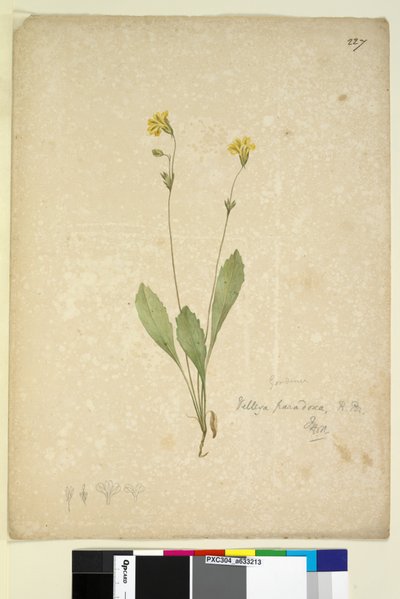 Page 227. Velleia paradoxa by John William Lewin