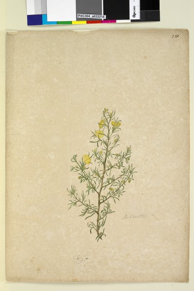 Page 231. Hibbertia sp by John William Lewin