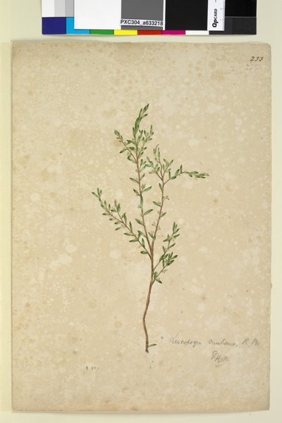 Page 233. Leucopogon by John William Lewin