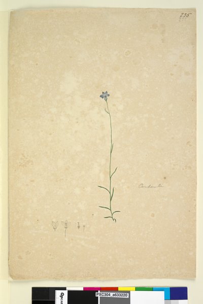 Page 235. Campanula by John William Lewin