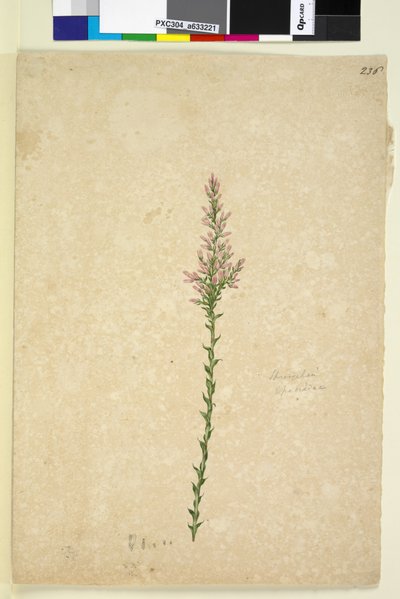 Page 236. Sprengelia by John William Lewin