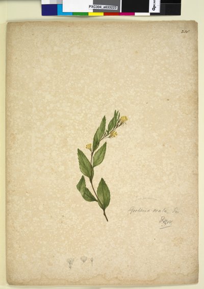 Page 238. Goodenia ovata by John William Lewin