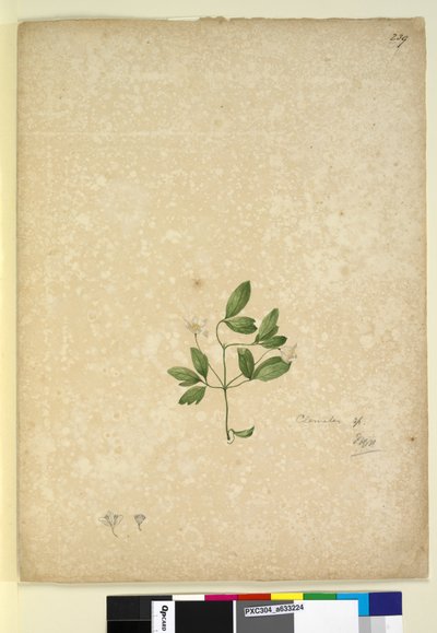 Page 239. Clematis by John William Lewin
