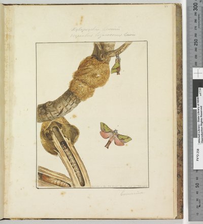 Page 23 Plate 6 Xylopsyche Lewinni Hepialus Ligniveren Lewin, 1803-04 by John William Lewin