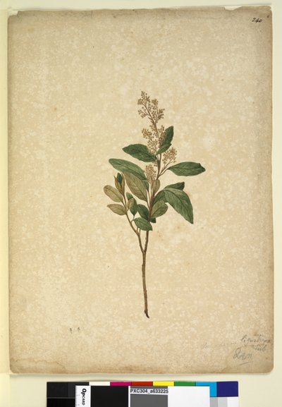 Page 240. Pomaderris ligustrina by John William Lewin