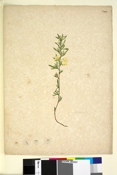 Page 242. Hibberta by John William Lewin