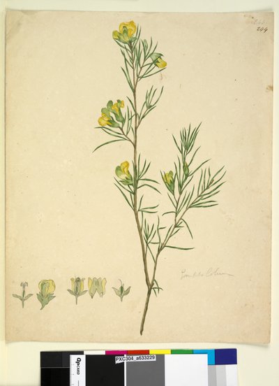 Page 244. Gompholobium by John William Lewin