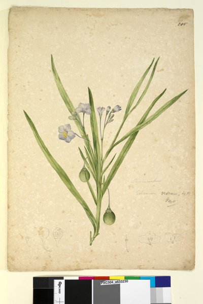 Page 245. Solanum vescum by John William Lewin