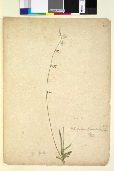 Page 246. Arthropodium paniculatum by John William Lewin