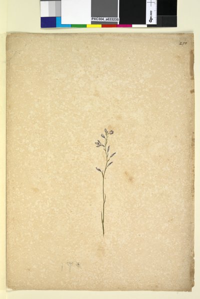 Page 250. Unidentified plant by John William Lewin