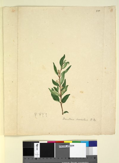 Page 251. Marsdenia suaveolens by John William Lewin
