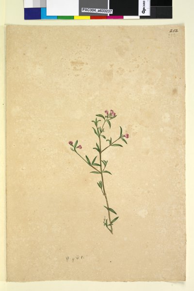 Page 252. Unidentified plant by John William Lewin