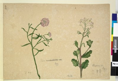 Page 253. Iberis umbellata; Hesperis sp. by John William Lewin