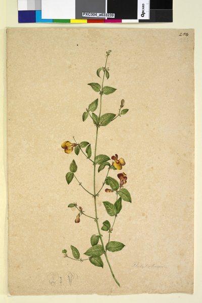 Page 254. Platylobium by John William Lewin
